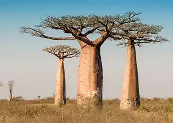 Madagascar