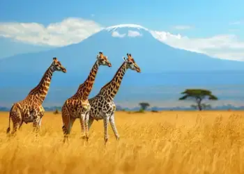 Tanzania